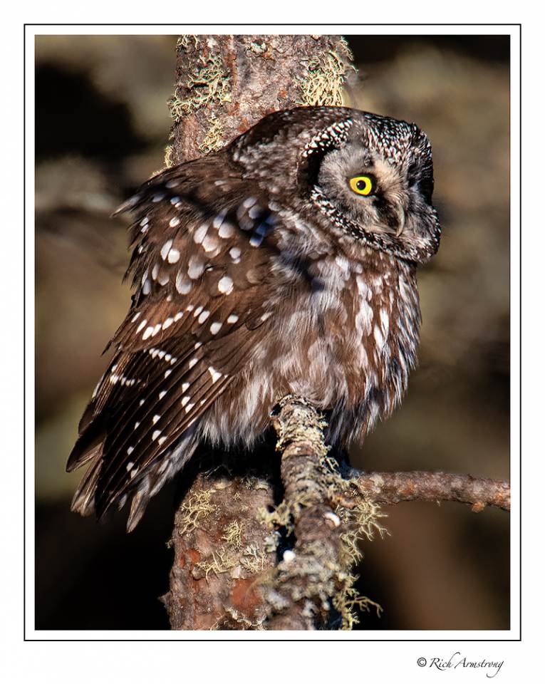 boreal owl 4 copy.jpg